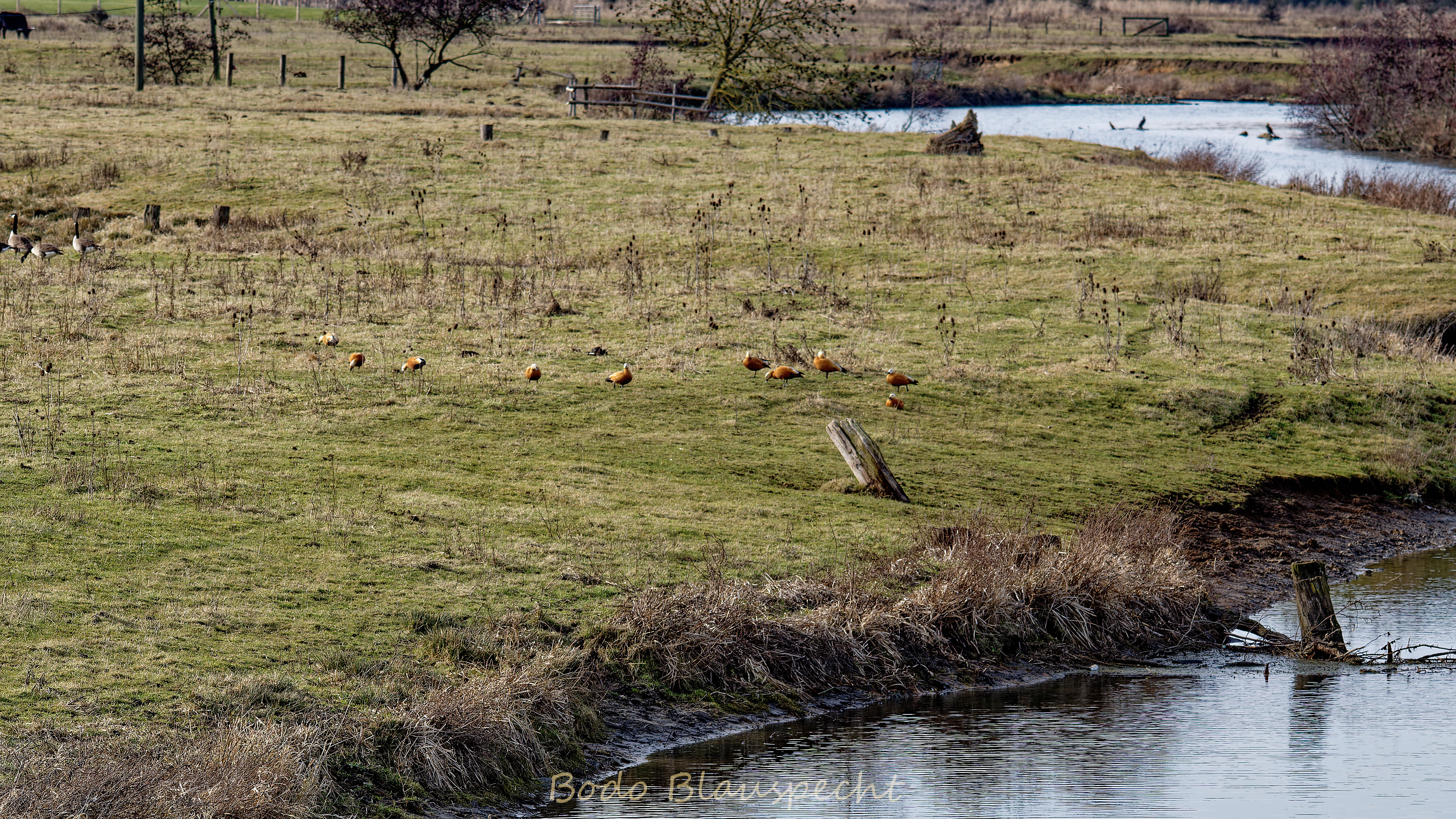 Rostgans Olfen 2026.02.09 14.15 19 WEB